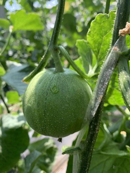 娱乐圈吃瓜模板制作