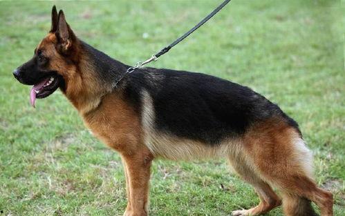 娱乐吃瓜酱德牧,揭秘娱乐圈的忠诚守护者