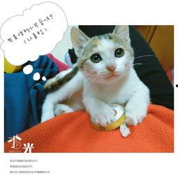 喵小美表情包,萌态可掬，笑点满满